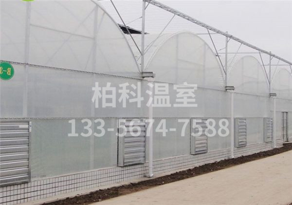 mg不朽情缘官网温室