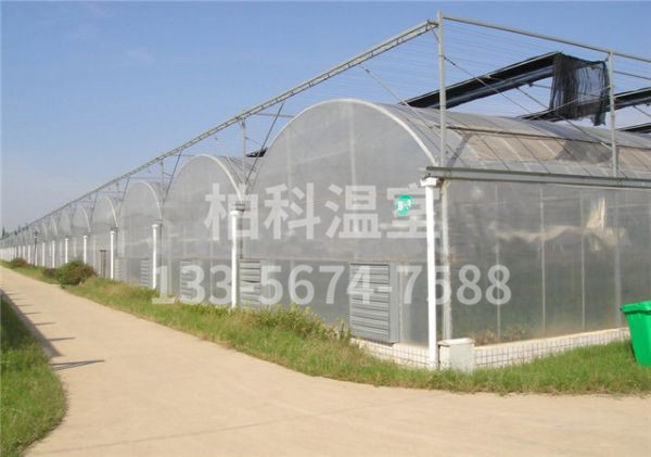 mg不朽情缘官网温室