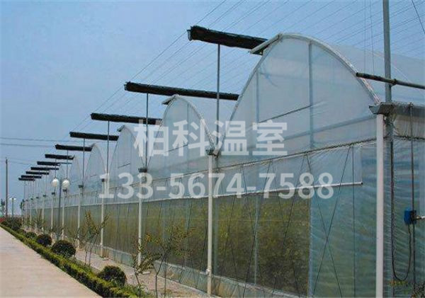 mg不朽情缘官网温室