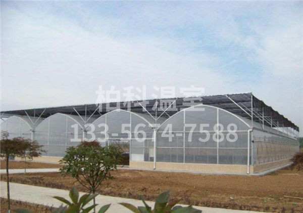 mg不朽情缘官网温室