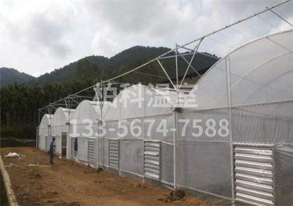 mg不朽情缘官网温室