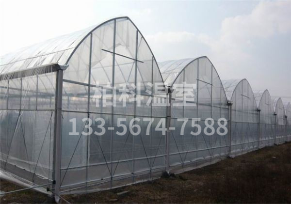 mg不朽情缘官网温室