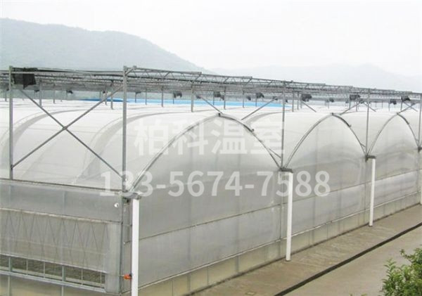 mg不朽情缘官网温室