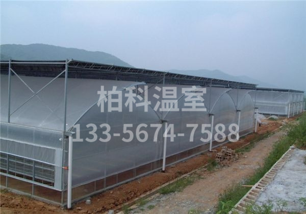 mg不朽情缘官网温室